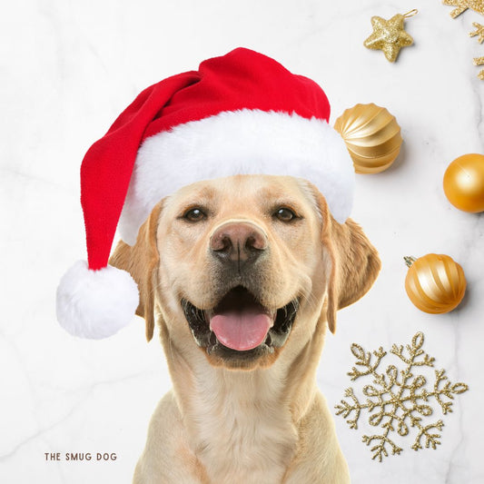 10 Adorable and Festive Ways to Celebrate Christmas with Your Furry Friend!