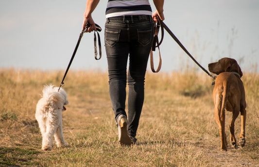 The Post-Walk Ritual: Why Grooming and Bathing are Essential for Your Dog