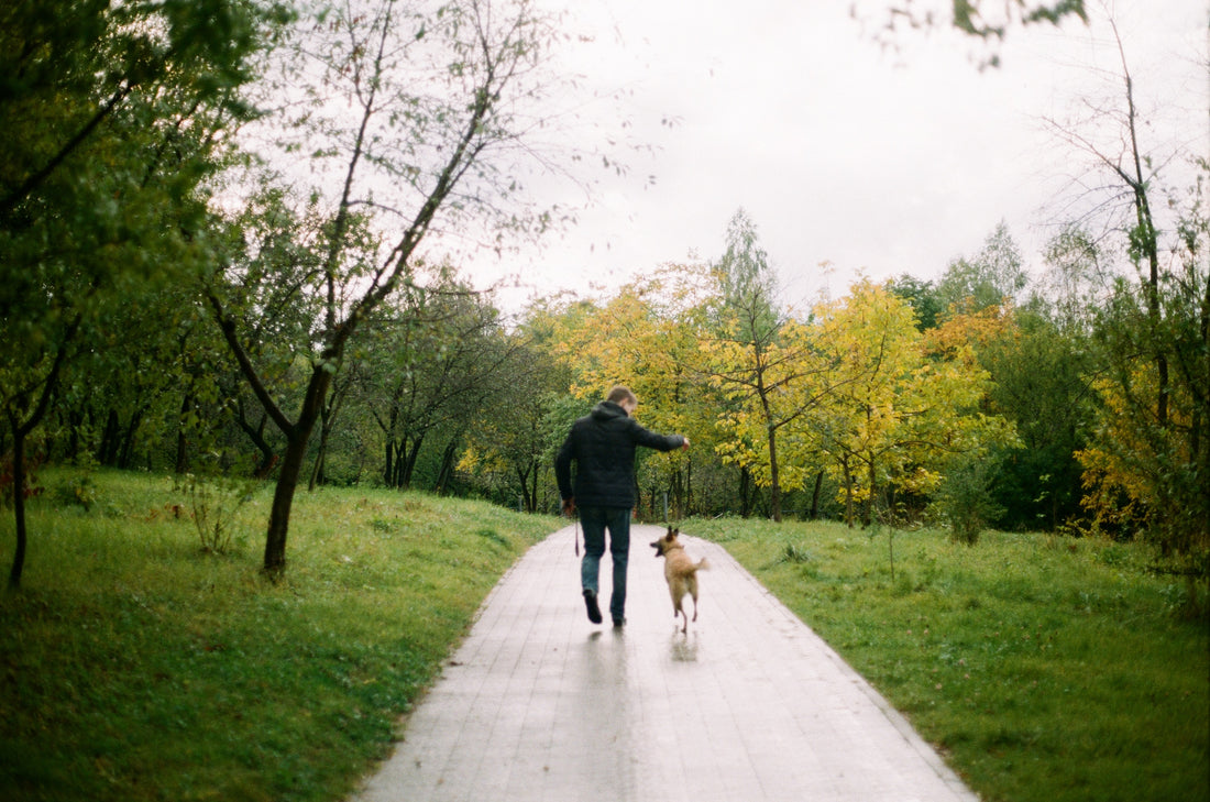 10 Must-Have Accessories for Walking Your Dog