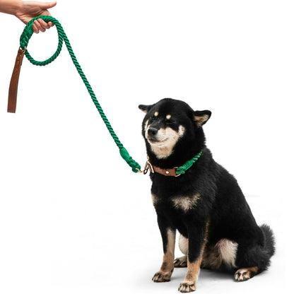 Boston Dog Leash