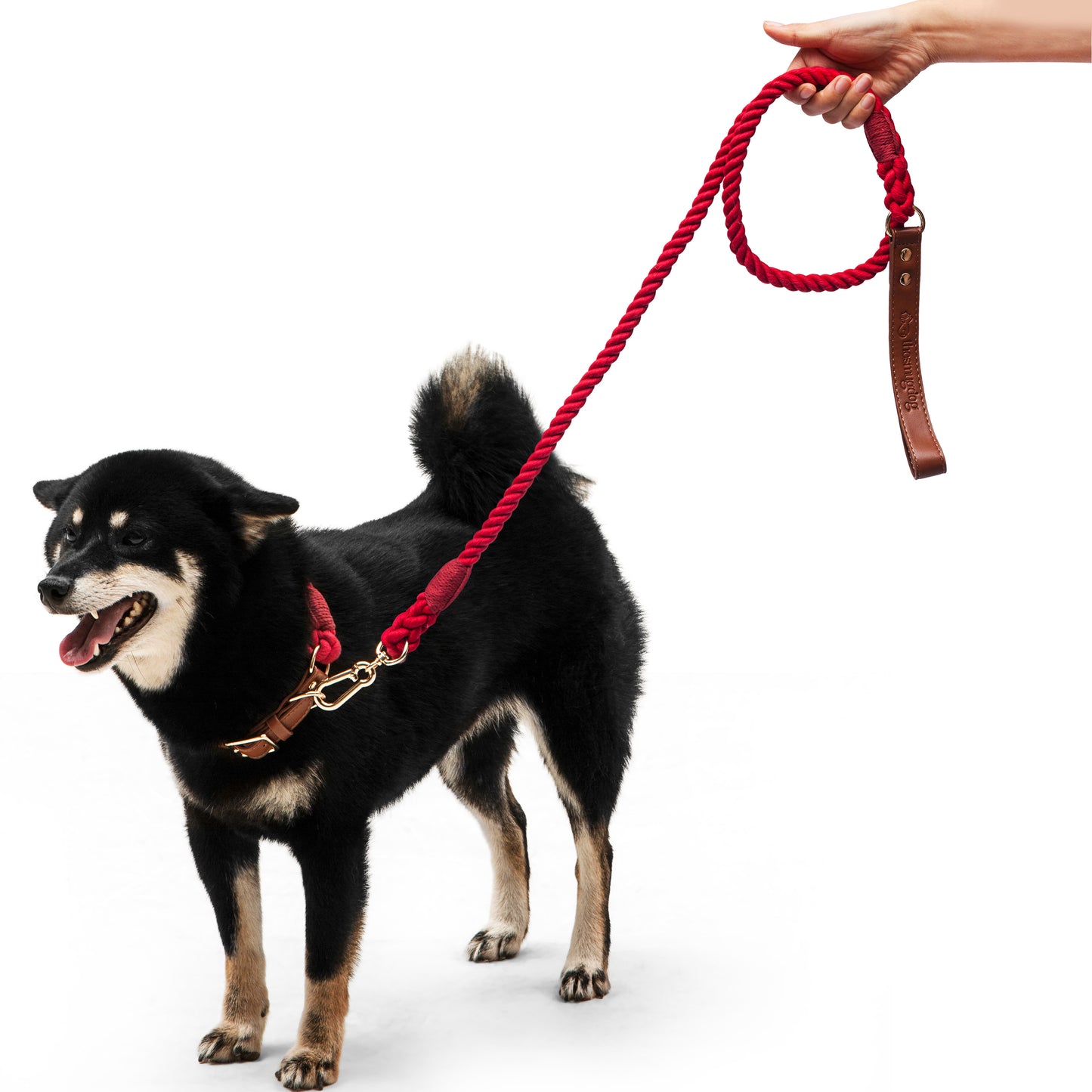 Boston Dog Leash